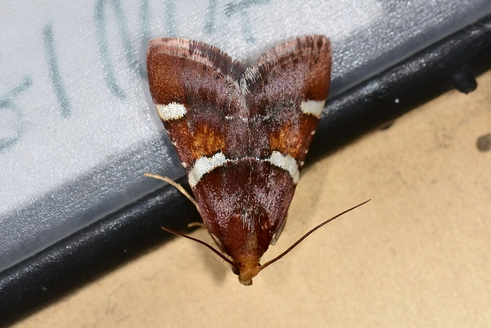 Sul campanello di casa - Pyralis regalis